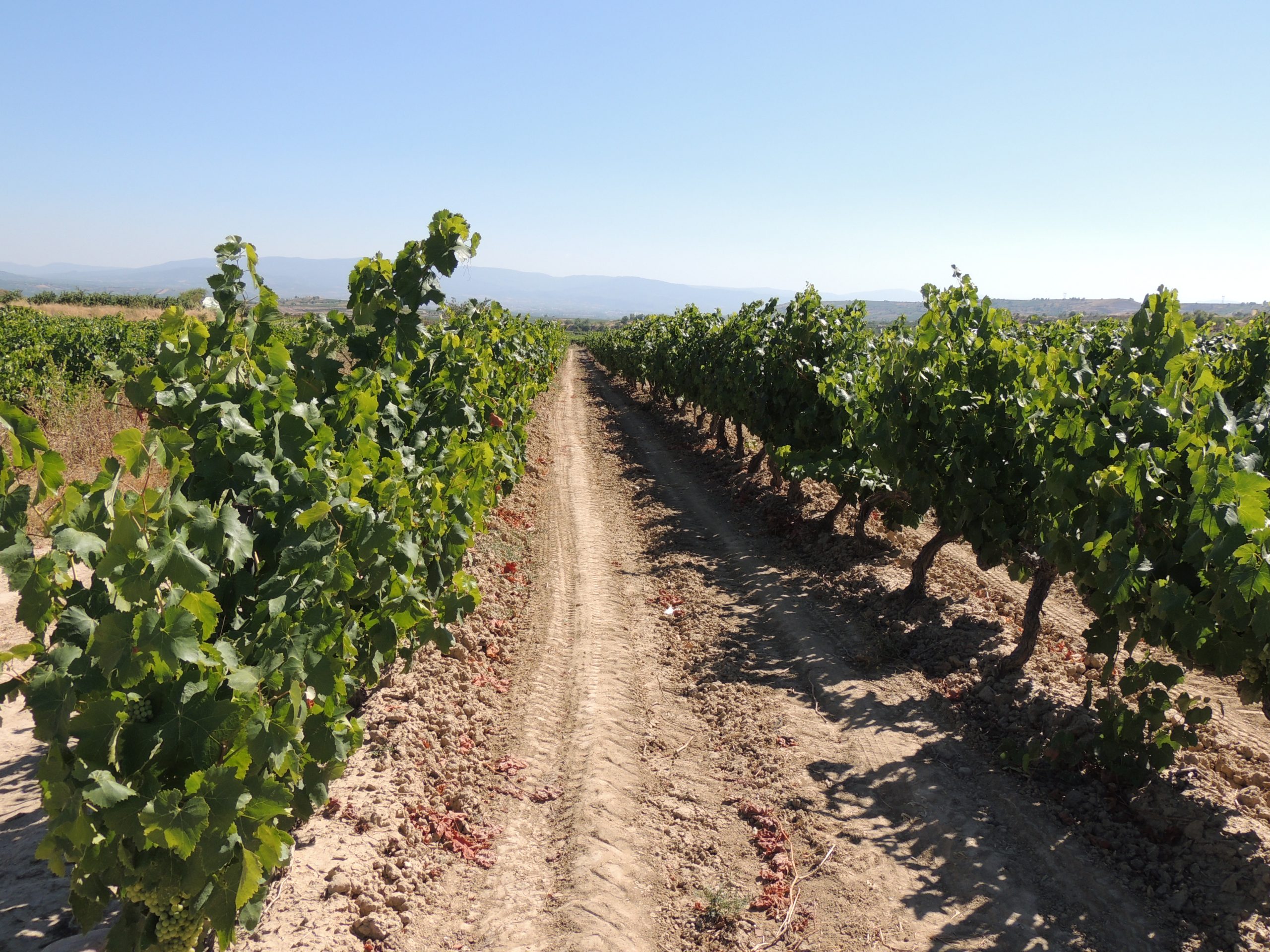 Viñedos Bodegas-Perica-Club-Perica