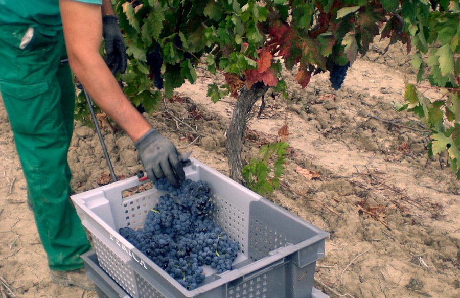 Bodegas-Perica-Seleccion-Vendimiador