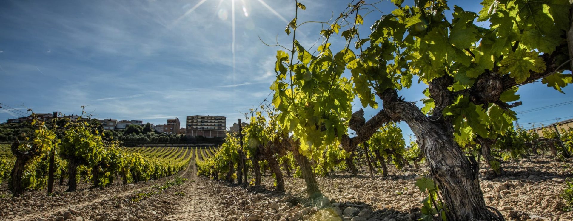 Bodegas-Perica-Club-Perica Viñas