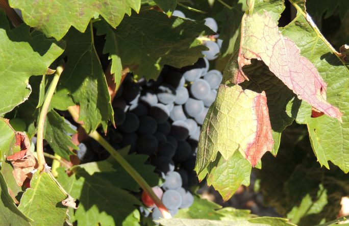 Uvas en viña