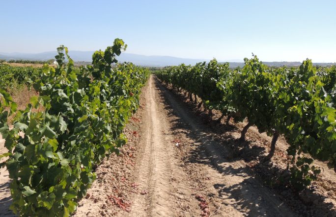 Viñedos Bodegas-Perica-Club-Perica