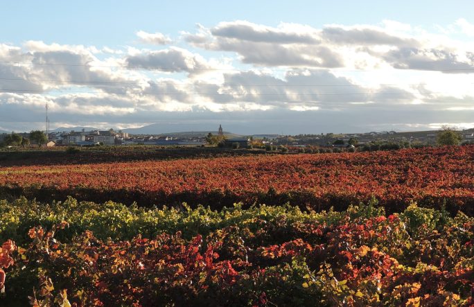 Viñedos en paisaje