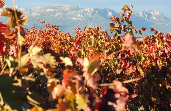 Viñedos y monte