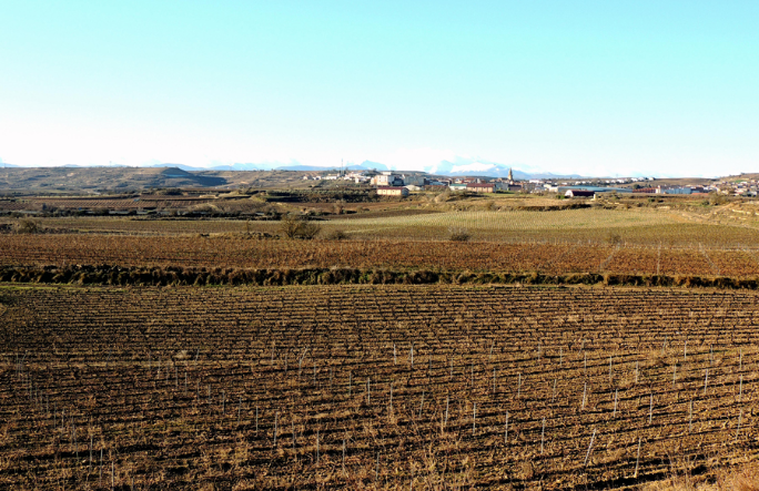 Paisaje viñas