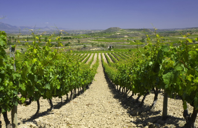 Viñas